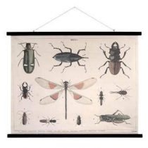HKliving Insecten Schoolplaat 85 x 105 cm Wanddecoratie & -planken Multicolor Hout
