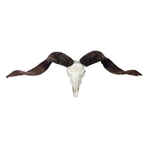 Skull Decoratie - Skull - Longhorn - Longhoorn - 90 cm Wanddecoratie Bruin